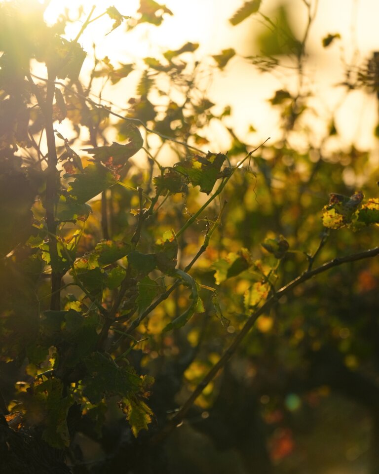 Les Aspres : un terroir d’exception pour les vins du Roussillon