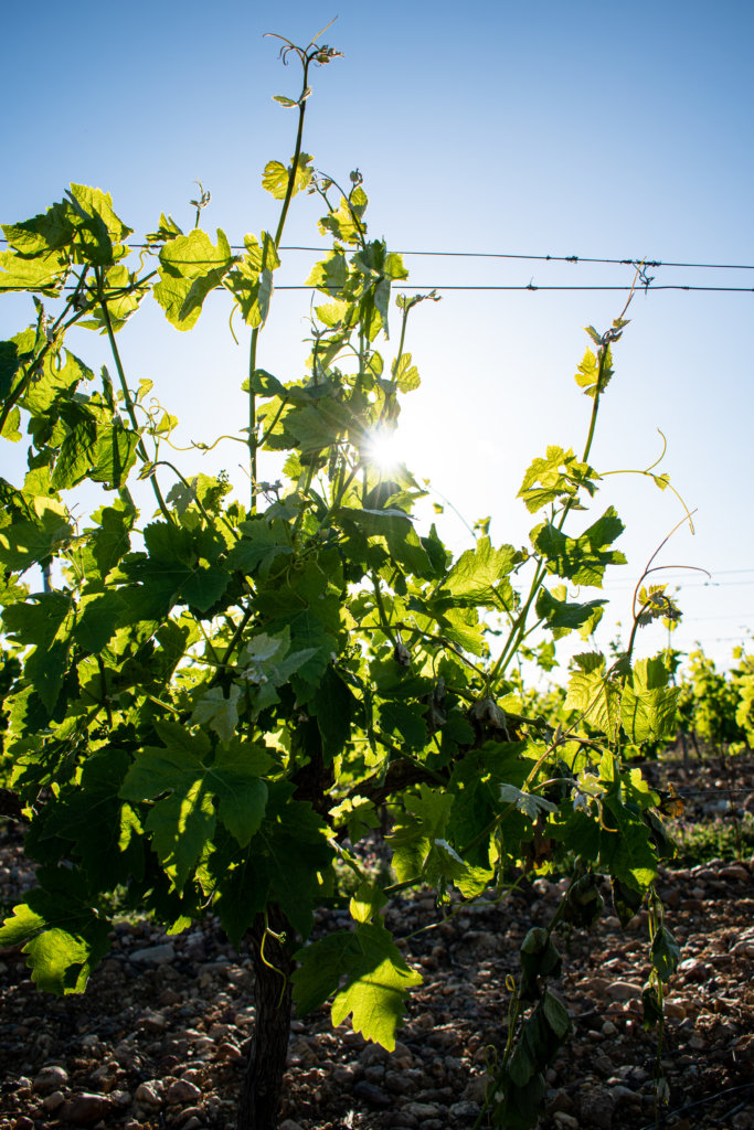 Vignoble - Jonquères d'Oriola Vignobles - Château de Corneilla