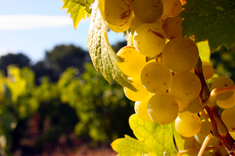 Jonquères d'Oriola Vignobles, Château de Corneilla, Roussillon, Corneilla del Vercol - Pyrénées Orientales - Oenotourisme,