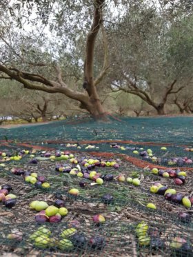 Récolte des olives - Vignobles Jonquères d'Oriola