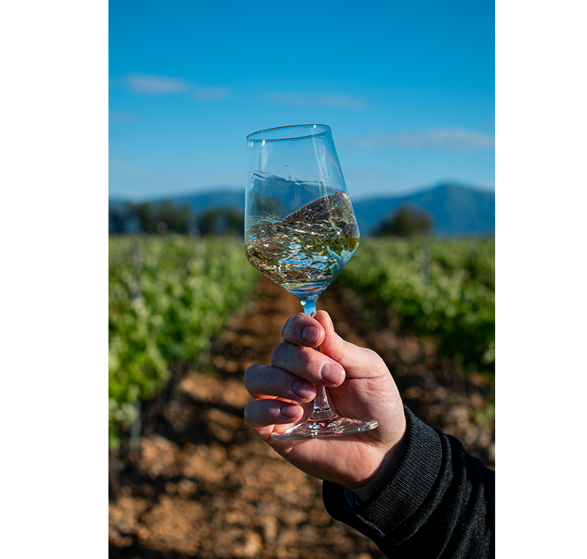 Jonquères d&#039;Oriola Vignobles, Château de Corneilla, Roussillon, Corneilla del Vercol - Pyrénées Orientales - Wine tourism,