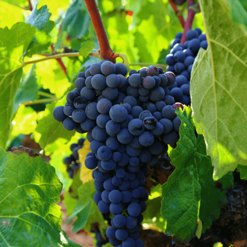 Vinifier un vin rouge - Jonquères d'Oriola Vignobles